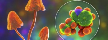 Magic mushrooms and psilocybin molecule, illustration