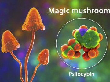 Magic mushrooms and psilocybin molecule, illustration
