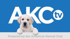 akcpuppies
