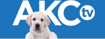 akcpuppies