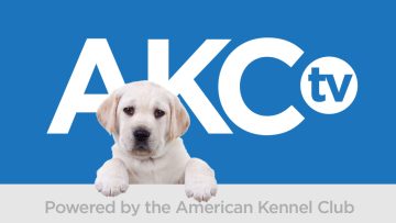 akcpuppies