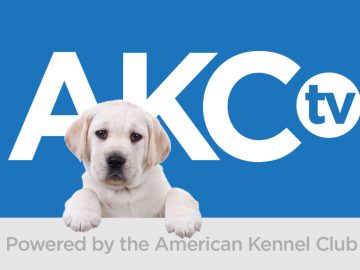 akcpuppies