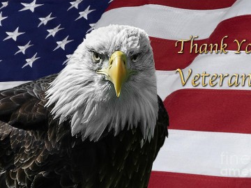 american-bald-eagle-on-flag-for-veterans-day-michael-shake-2796812388