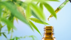 Cannabis CBD oil in eyedroper