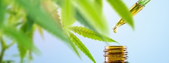 Cannabis CBD oil in eyedroper
