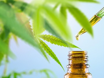 Cannabis CBD oil in eyedroper