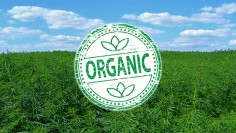 cannabisorganic
