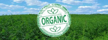 cannabisorganic
