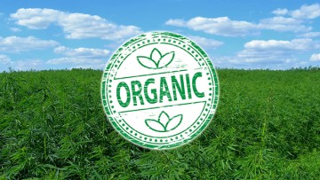 cannabisorganic