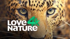 lovenaturetv