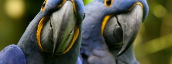 natureparrots