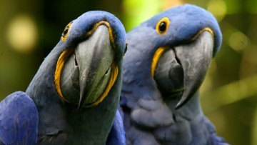natureparrots
