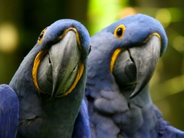 natureparrots