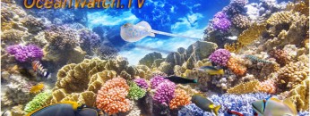 oceanwatchtvlargepic