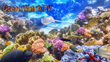 oceanwatchtvlargepic