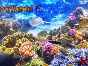 oceanwatchtvlargepic
