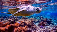 Sea turtle swims under water on the background of coral reefs