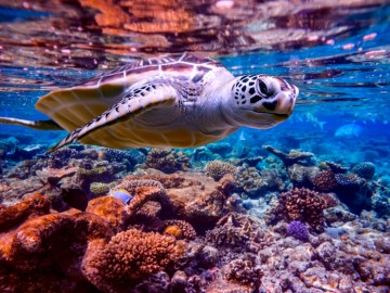 Sea turtle swims under water on the background of coral reefs