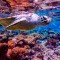 Sea turtle swims under water on the background of coral reefs